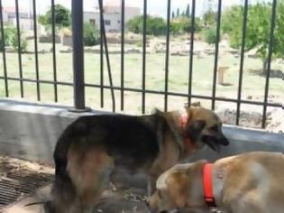 Φωτογραφία για «Κωσταλέξι» ζώων στην Πάτρα – Σε άθλια κατάσταση σκυλιά στο υπόγειο του σπιτιού ηλικιωμένης
