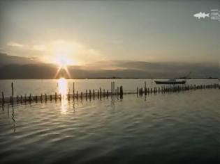 Φωτογραφία για Μετάδοση του ντοκιμαντέρ του Φορέα Διαχείρισης Λιμνοθάλασσας Μεσολογγίου από την ΕΡΤ2