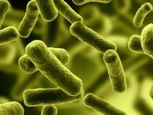 Φωτογραφία για Λίπη που παράγουν τα Bacteroidetes ίσως συνδέονται με την αθηροσκλήρωση