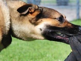 Φωτογραφία για Αγρίνιο: Σκύλος «κατασπάραξε» αστυνομικό – Τον έστειλε στο νοσοκομείο με τραύματα στο λαιμό και το αυτί