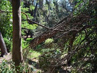 Φωτογραφία για Τραγικό θάνατο σε 53χρονο που καταπλακώθηκε από κορμό δέντρου στα Αγραφα