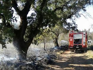 Φωτογραφία για Απετράπη ξανά σήμερα πυρκαγιά στην ΠΑΛΑΙΟΜΑΝΙΝΑ (ΦΩΤΟ)