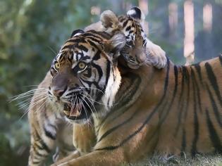 Φωτογραφία για Πανικός σε ζωολογικό κήπο: Στα δόντια τίγρη βρέθηκε γυναίκα στη Ρωσία