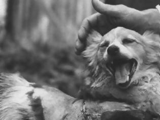 Φωτογραφία για Τα άκρως απόρρητα Σοβιετικά πειράματα που βγαίνουν στην δημοσιότητα – Επιστήμονες επανέφεραν σκύλο στη ζωή! [video]