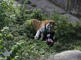 Φωτογραφία για Τίγρης επιτέθηκε σε υπάλληλο ζωολογικού κήπου - Σοκάρουν οι εικόνες