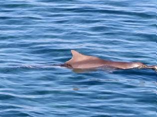 Φωτογραφία για Κρήτη: Δελφίνι έκανε την βόλτα του στον Καράβολα