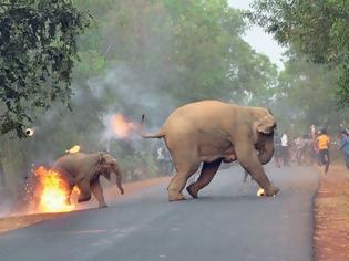 Φωτογραφία για «Η κόλαση είναι εδώ» - Η φωτογραφία-σοκ με τους έντρομους ελέφαντες
