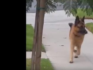 Φωτογραφία για Βίντεο: Σκύλος φρικάρει νομίζοντας ότι... έχασε το αφεντικό του