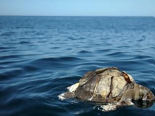 Φωτογραφία για Ελ Σαλβαδόρ: Μυστήριο με εκατοντάδες νεκρές θαλάσσιες χελώνες