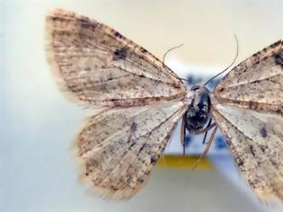 Φωτογραφία για Η άγνωστη πεταλούδα της Πελοποννήσου
