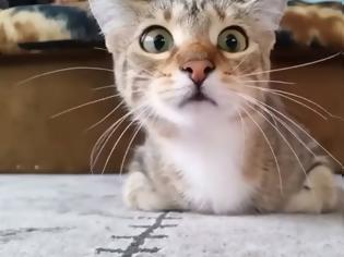 Φωτογραφία για Όταν μια γάτα βλέπει … θρίλερ! Οι απίστευτες αντιδράσεις της!