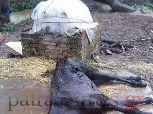 Φωτογραφία για Κολαστήριο ζώων στο Ρίον – Νεκρά άλογα – υποσιτισμένες κατσίκες [Σκληρές εικόνες]