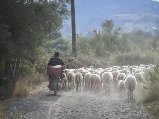 Φωτογραφία για Ένας νεκρός, 5 τραυματίες σε τροχαίο με πρόβατα!
