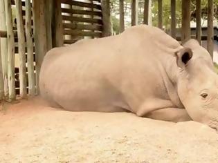 Φωτογραφία για Ο Sudan είναι ο τελευταίος αρσενικός λευκός ρινόκερος του πλανήτη