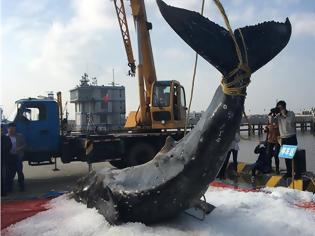 Φωτογραφία για Κίνα: Νεκρή πτεροφάλαινα που έχασε τον προσανατολισμό της