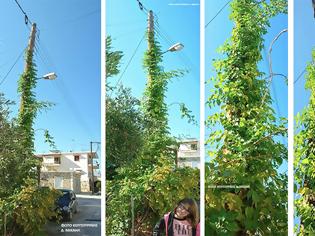 Φωτογραφία για Αναρριχώμενο φυτό σκαρφάλωσε σε κολώνα της ΔΕΗ στη ΒΟΝΙΤΣΑ (ΦΩΤΟ: Μιχάλης Κουτουρίνης)