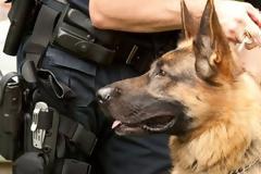 Ενώπιον της δικαιοσύνης αστυνομικός που πυροβόλησε σκυλί στην Κρήτη