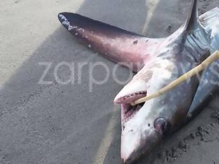 Φωτογραφία για Καρχαρίας 3 μέτρα «βγήκε» στην παραλία