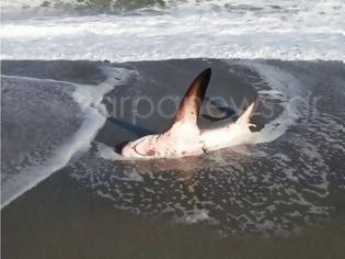 Φωτογραφία για Χανιά: Καρχαρίας 3 μέτρα «βγήκε» στην παραλία του Πλατανιά  Πηγή: Χανιά: Καρχαρίας 3 μέτρα «βγήκε» στην παραλία του Πλατανιά