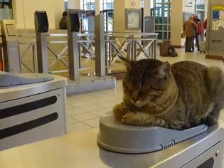 Φωτογραφία για Viral στα social media ο γάτος στις μπάρες του Μετρό στο Μοναστηράκι