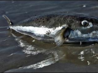 Φωτογραφία για Έκτακτο: Το επικίνδυνο τοξικό ψάρι «λαγοκέφαλος» εμφανίστηκε στα νερά του Μαλιακού