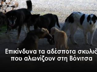 Φωτογραφία για Μεγάλο το πρόβλημα με τα αδέσποτα σκυλιά στη ΒΟΝΙΤΣΑ