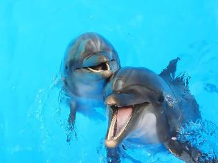 Φωτογραφία για Έτσι επιλέγουν τα θηλυκά δελφίνια τον πατέρα των παιδιών τους!