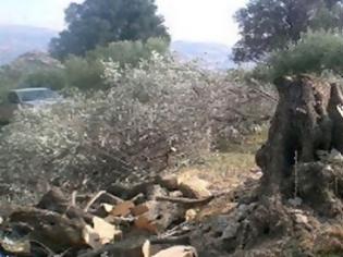 Φωτογραφία για Δυτική Ελλάδα: Πήγε να μαζέψει τις ελιές και έλειπαν τα … δέντρα! Τα έκοψαν από τη ρίζα! (ΔΕΙΤΕ ΦΩΤΟ)