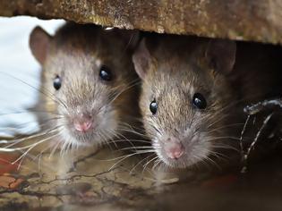 Φωτογραφία για Η εξέλιξη των ποντικών για να αντέξουν στη ζωή των μεγαλουπόλεων!