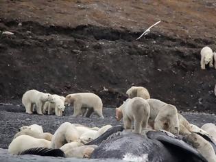 Φωτογραφία για Μία εκπληκτική συγκυρία στο νησί Wrangel 200 πολικές αρκούδες