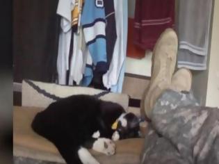 Φωτογραφία για Πως ένα γατάκι έσωσε τη ζωή ενός στρατιώτη... [video]