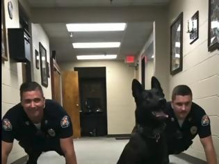 Φωτογραφία για Σκύλος της αστυνομίας που κάνει push ups μαζί με τους συναδέλφους του - ΒΙΝΤΕΟ