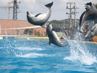 Φωτογραφία για Στον εισαγγελέα για τα δελφίνια το Αττικό Ζωολογικό Πάρκο