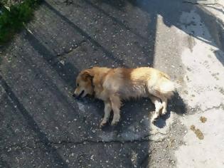 Φωτογραφία για Φρίκη: Νεκροί 66 σκύλοι από φόλες σε περιοχή της ΠΡΕΒΕΖΑΣ -Αναζητείται επ’αμοιβή ο δράστης