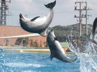 Φωτογραφία για Στον Εισαγγελέα το Αττικό Πάρκο για το show με τα δελφίνια!