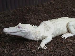 Φωτογραφία για Viral video: Σπάνιος λευκός κροκόδειλος ανακαλύφθηκε σε ποτάμι της Αυστραλίας