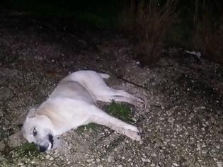 Φωτογραφία για Νεκροί 66 σκύλοι από φόλες σε περιοχή της Πρέβεζας – Αναζητείται επ’αμοιβή ο δράστη