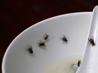 Φωτογραφία για Μην αφήνετε τις μύγες πάνω στο φαγητό σας! Δεν θα πιστεύετε πόσα μικρόβια κουβαλούν