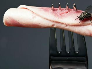 Φωτογραφία για Προειδοποίηση από επιστήμονες: Αν μύγα ακουμπήσει το φαγητό θα πάθετε… Προσοχή