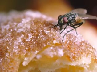 Φωτογραφία για Μύγες: Συμβάλλουν στην εξάπλωση διαφόρων ασθενειών λόγω των μικροβίων που μεταφέρουν