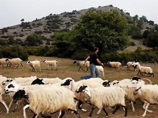 Φωτογραφία για Κρήτη: Κτηνοτρόφος βρήκε σφαγμένα τα 150 πρόβατά του