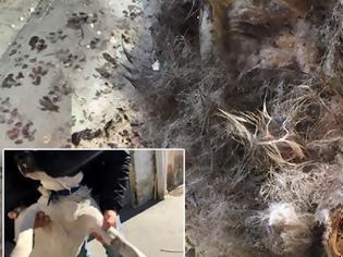 Φωτογραφία για Αλλοδαποί είχαν στήσει σφαγείο σκυλιών και γατιών στο Περιστέρι.Βρέθηκαν σούβλες,υπολείμματα ζώων και ίχνη καύσης μαγειρέματος