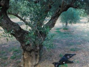 Φωτογραφία για Νέα κτηνωδία στην Κρήτη: Κρέμασαν σκυλί από δέντρο