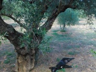 Φωτογραφία για Κτηνωδία,Κρήτη: Κρέμασαν σκυλί από δέντρο