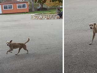 Φωτογραφία για Αδέσποτος Σκύλος με επιθετική συμπεριφορά έξω από σχολείο στη ΒΟΝΙΤΣΑ