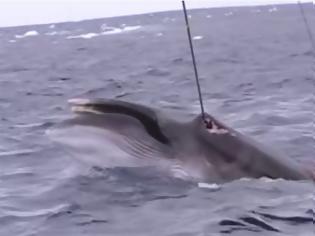 Φωτογραφία για Στη δημοσιότητα σοκαριστικό βίντεο κυνηγιού φαλαινών από Ιάπωνες