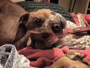 Φωτογραφία για Γιατί η φωτογραφία του συγκεκριμένου σκύλου «σαρώνει» το ίντερνετ