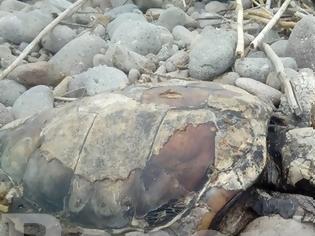 Φωτογραφία για Νεκρές θαλάσσιες χελώνες εντοπίστηκαν σε παραλία της Λήμνου