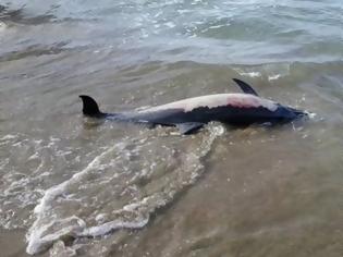 Φωτογραφία για Πήλιο: Νεκρό δελφινάκι στην παραλία των Καλών Νερών