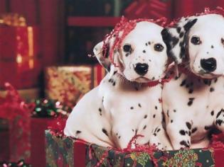 Φωτογραφία για Γιατί ο σκύλος δεν είναι δώρο Χριστουγέννων με κάρτα αλλαγής. (Ισχύει για όλα τα ζώα)